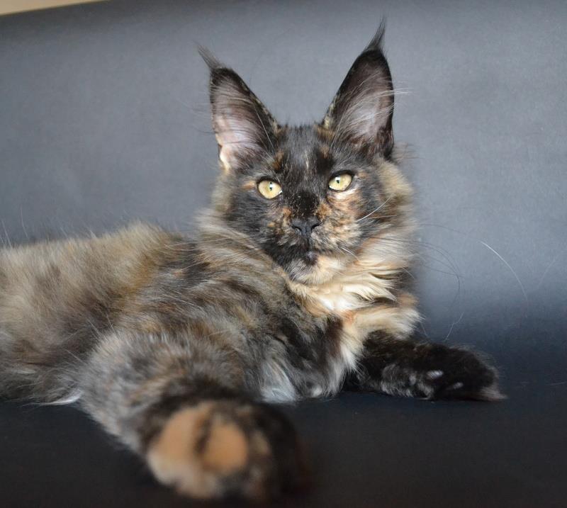 Porto Rica by Imagine Glamour - maine-coon