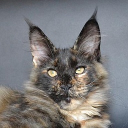 Porto Rica by Imagine Glamour