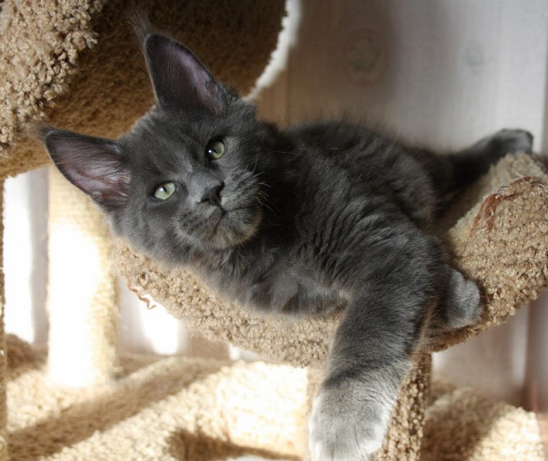 Grandeza Adrenalin Blue - maine-coon