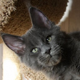 Grandeza Adrenalin Blue