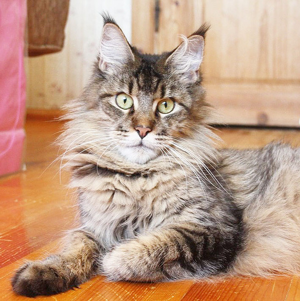 Wringa Long Meadow - Adult maine-coon 1 year 8 months 1 week