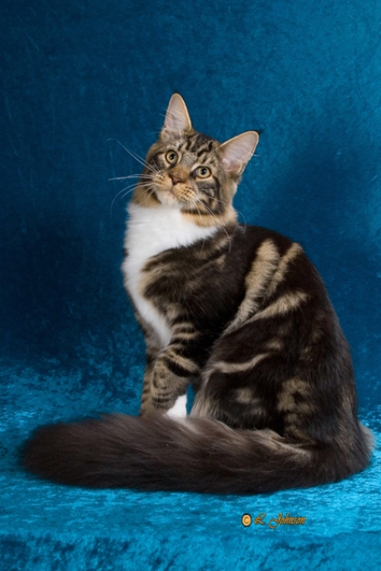 Wistariantale Michelangelo - maine-coon