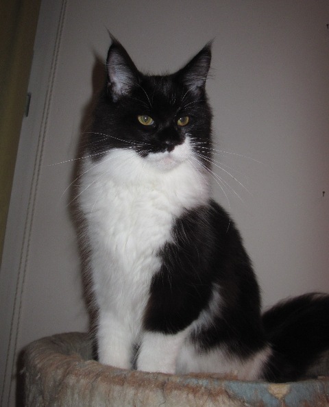 Wistariantale Halfmoon - Kitten maine-coon 1.5 week