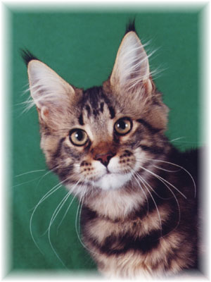 Lunarcoons Selene of Williamina - maine-coon