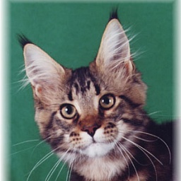 Lunarcoons Selene of Williamina