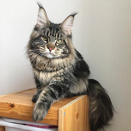 Unicum Yakuza - maine-coon