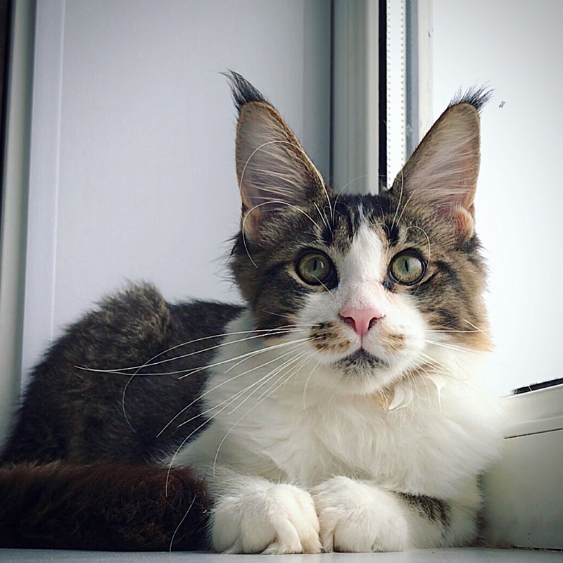 Just a Love Great Lion - Kitten maine-coon 4 months 2.5 weeks