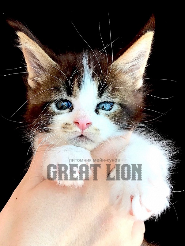 Just a Love Great Lion - Kitten maine-coon 1 month 1.5 week