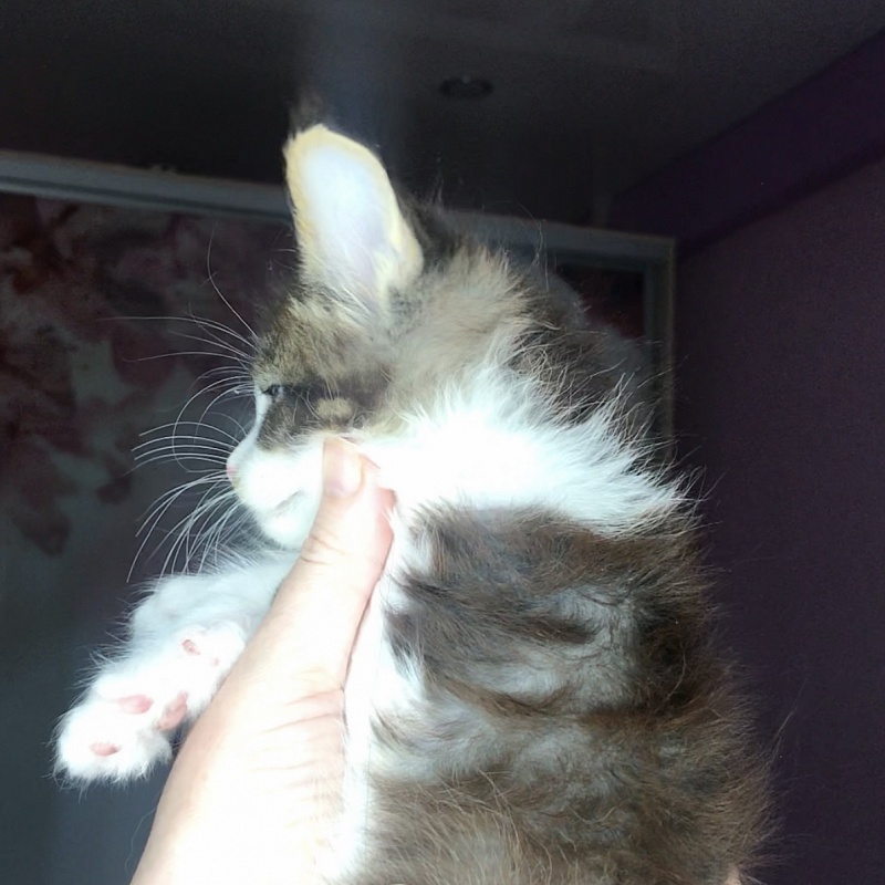 Just a Love Great Lion - Kitten maine-coon 1 month 2 weeks