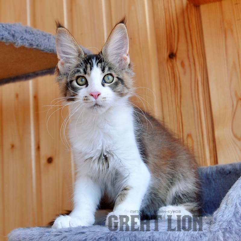 Just a Love Great Lion - Kitten maine-coon 2 months 2.5 weeks