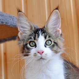 Just a Love Great Lion