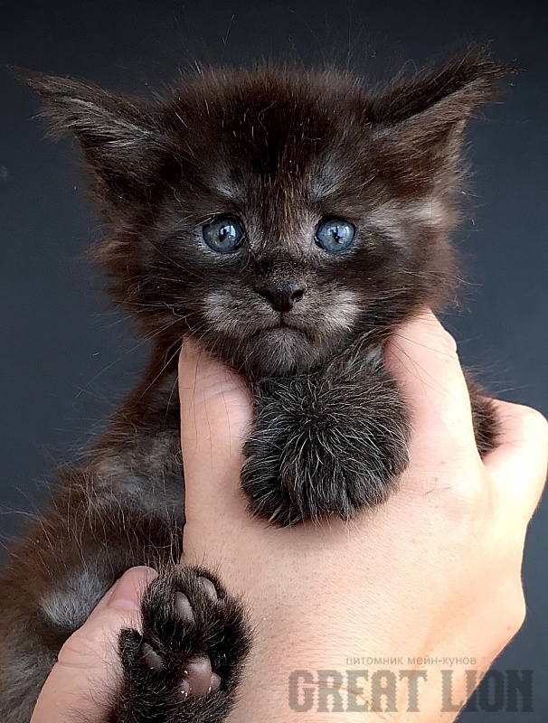 Kiss Me Great Lion - Kitten maine-coon 1 month
