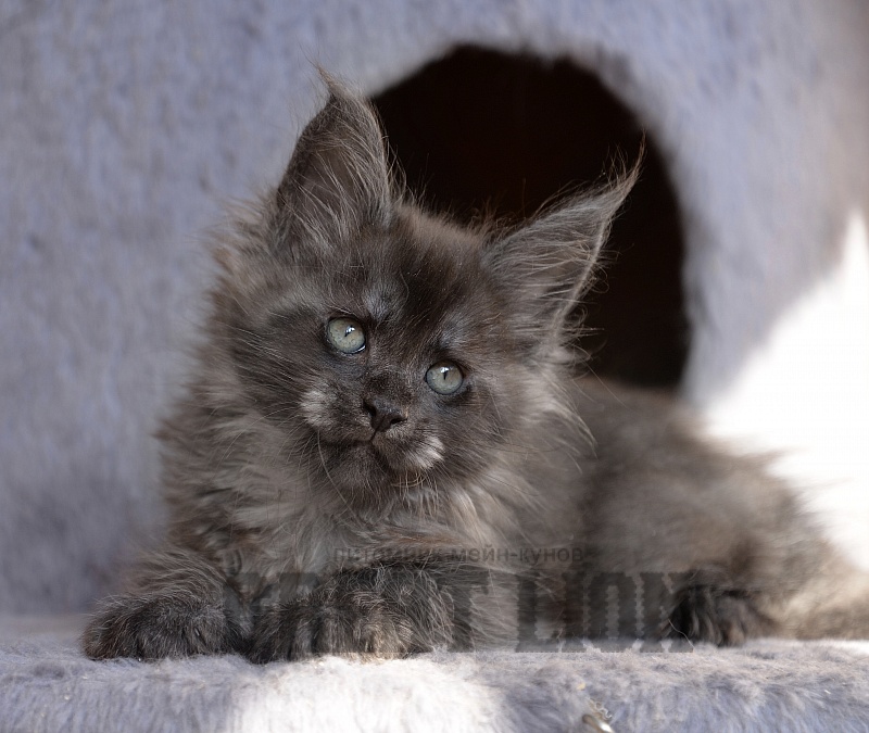 Kiss Me Great Lion - Kitten maine-coon 1 month 2 weeks