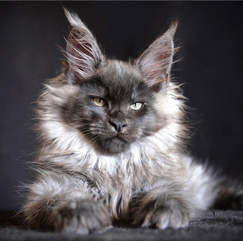 Kiss Me Great Lion - Kitten maine-coon 5 months 1.5 week