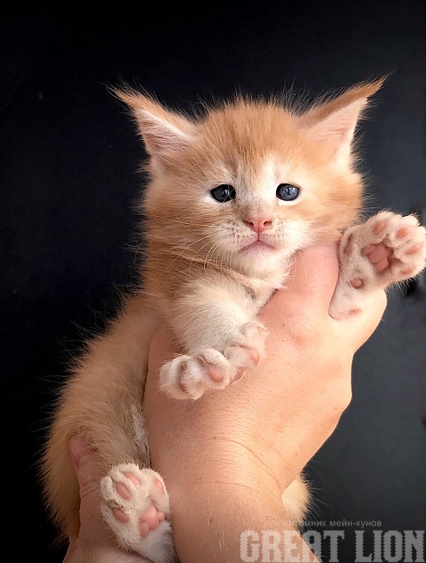 Kind Heart Great Lion - Kitten maine-coon 1 month