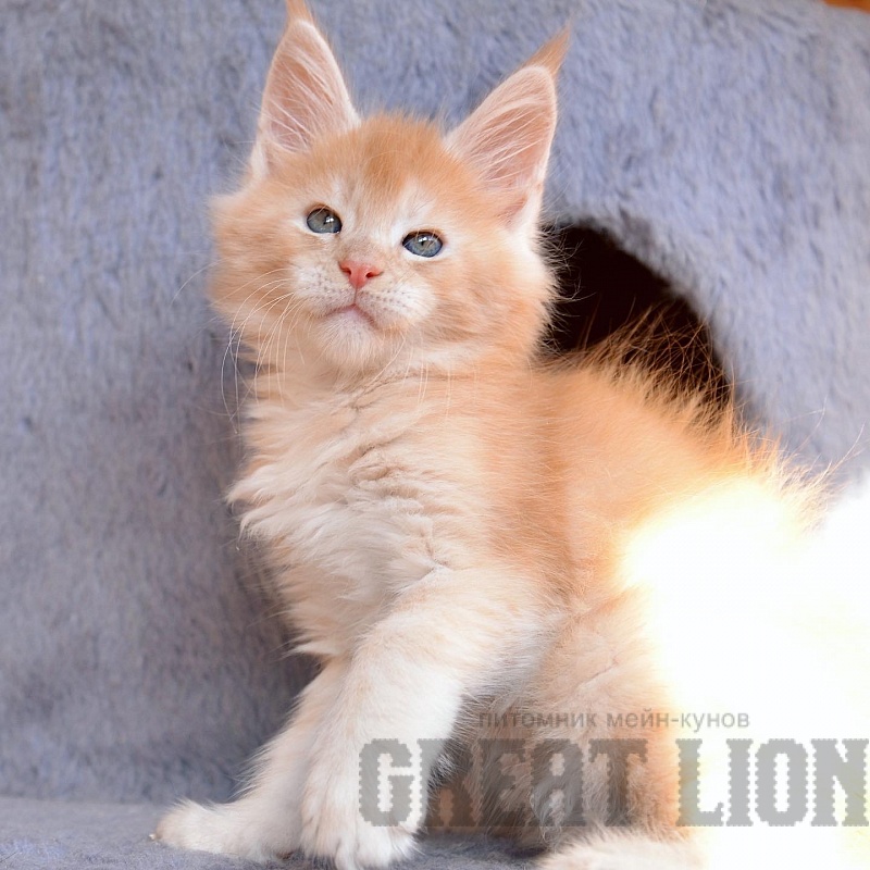 Kind Heart Great Lion - maine-coon