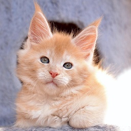 Kind Heart Great Lion