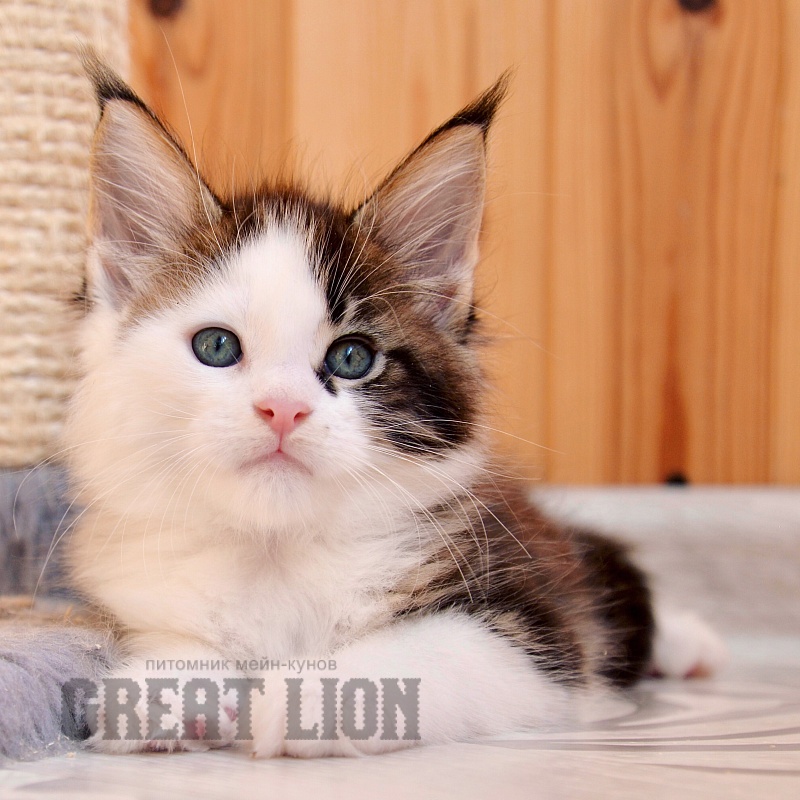 Know you Love Great Lion - Kitten maine-coon 1 month 2 weeks