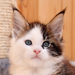 Know you Love Great Lion