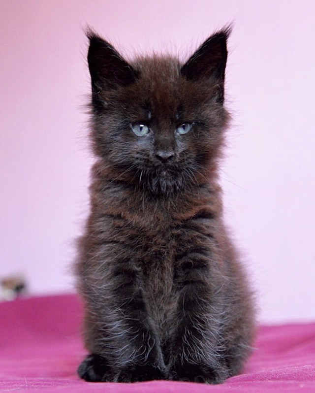 Legate Great Lion - maine-coon