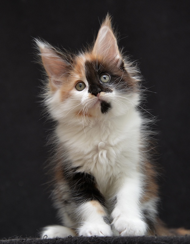 Legend Great Lion - Kitten maine-coon 1 month 3 weeks