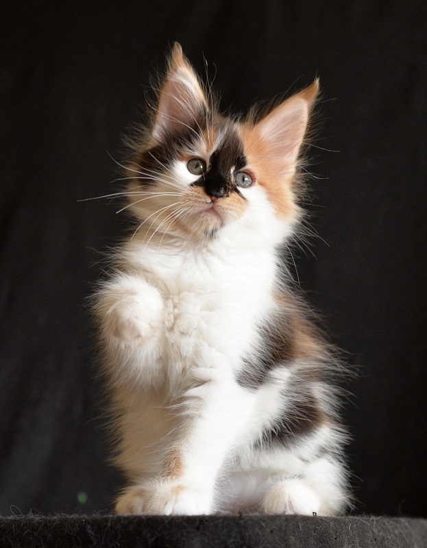 Liberty Great Lion - Kitten maine-coon 1 month 3 weeks