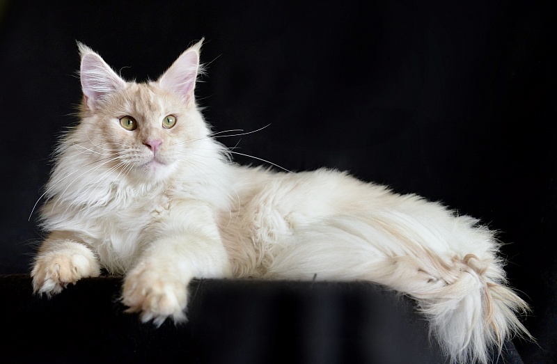 Samurai of Silver Place - Junior maine-coon 9 months 2.5 weeks