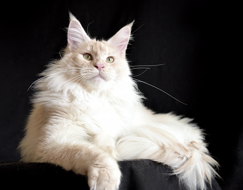 Samurai of Silver Place - Junior maine-coon 9 months 2.5 weeks
