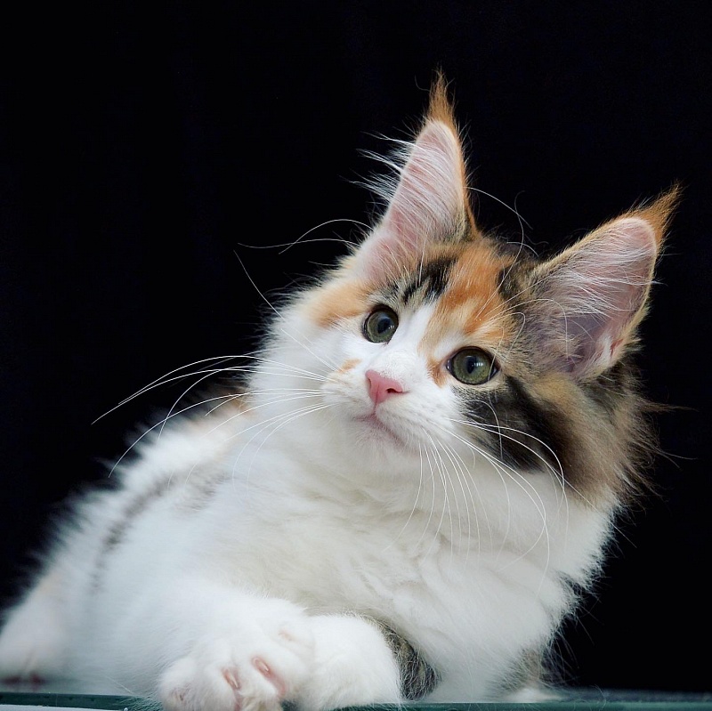 Mystery Great Lion - maine-coon