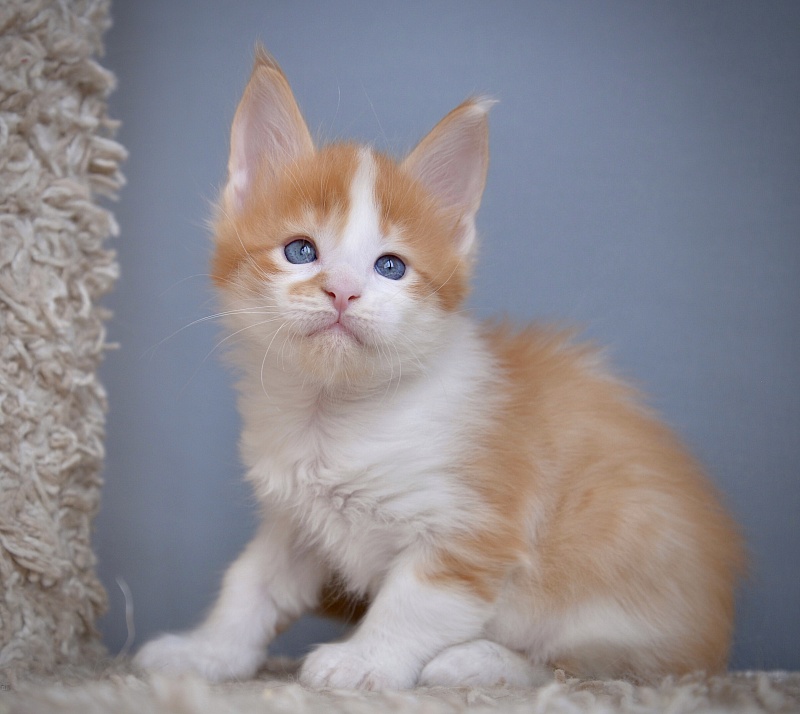 Nord Sun Great Lion - Kitten maine-coon 1 month