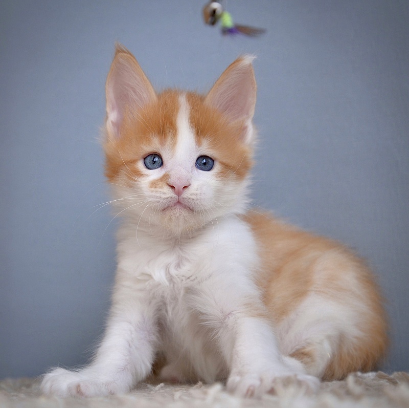 Nord Sun Great Lion - Kitten maine-coon 1 month