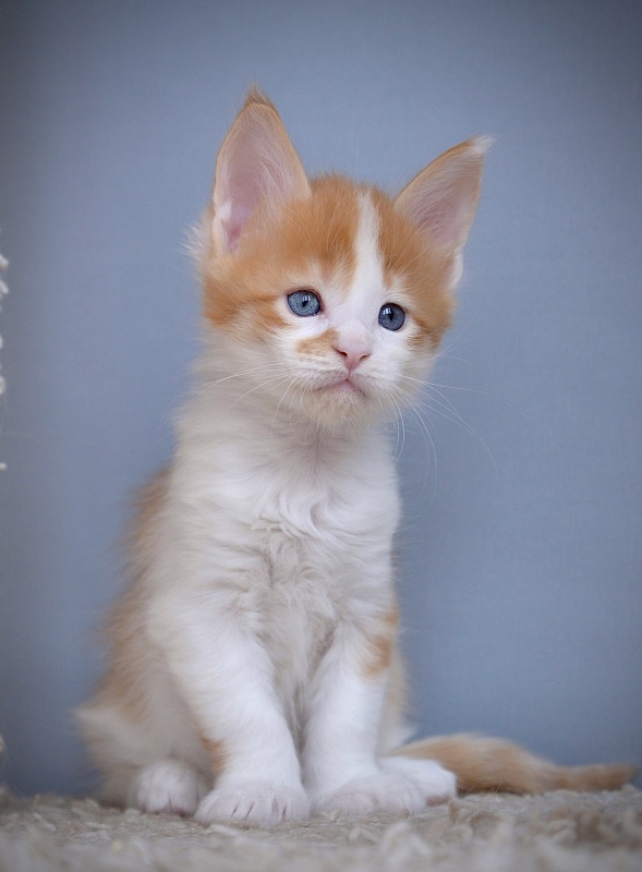 Nord Sun Great Lion - Kitten maine-coon 1 month