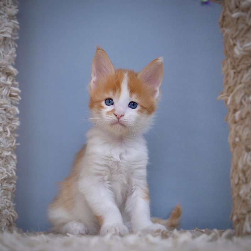 Nord Sun Great Lion - Kitten maine-coon 1 month