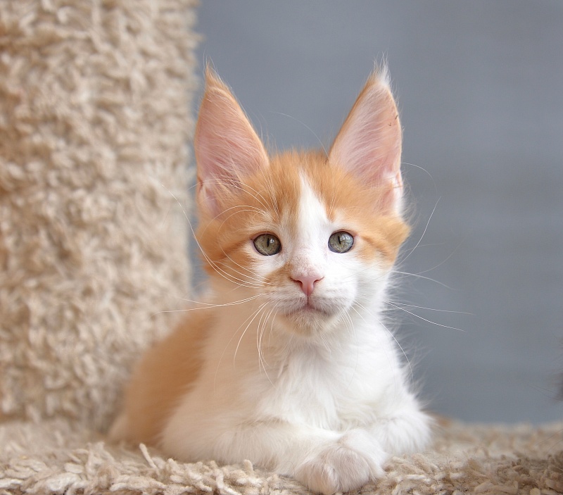 Nord Sun Great Lion - Kitten maine-coon 1 month 3.5 weeks