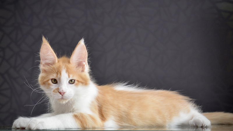 Nord Sun Great Lion - Kitten maine-coon 2 months 2.5 weeks