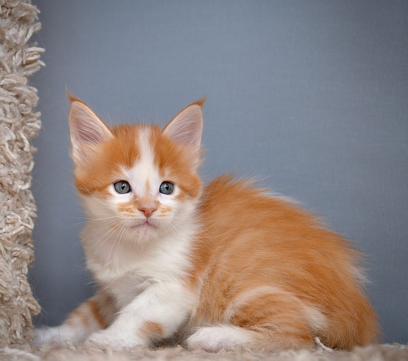 Nice freckle Great Lion - Котенок мейн-кун 1 месяц