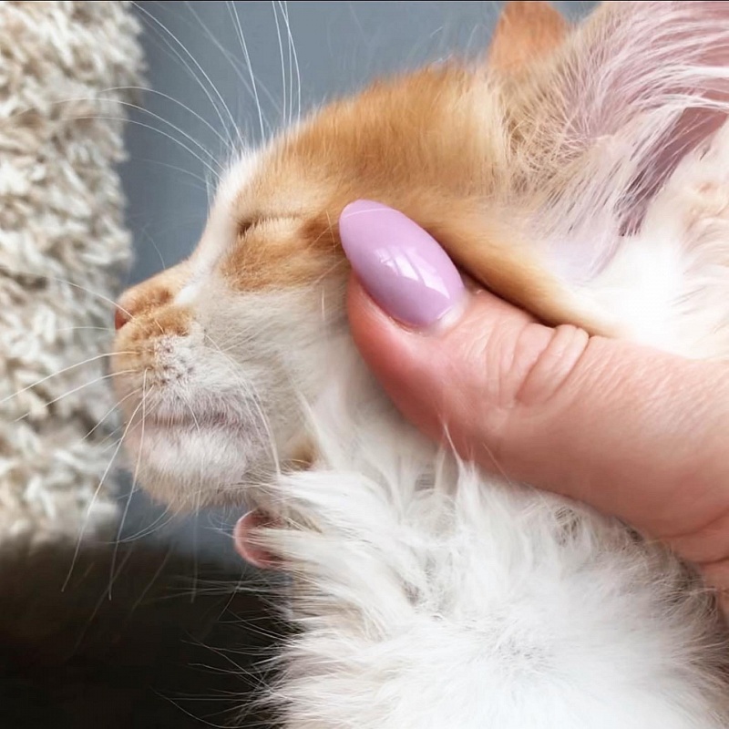 Nice freckle Great Lion - мейн-кун