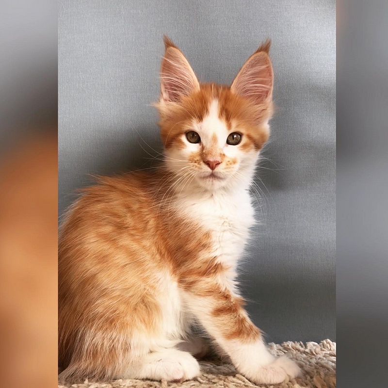 Nice freckle Great Lion - мейн-кун