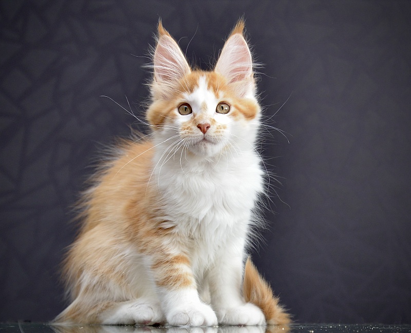 Nice freckle Great Lion - Котенок мейн-кун 2 месяца 2,5 недели