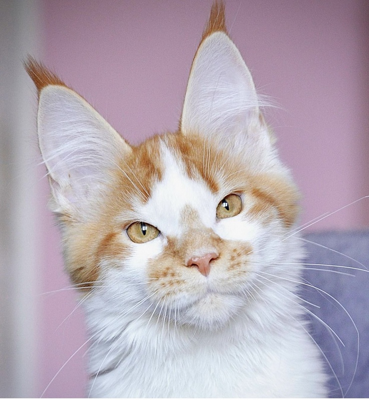 Nice freckle Great Lion - Взрослый мейн-кун 1 год 5 месяцев 1 неделя