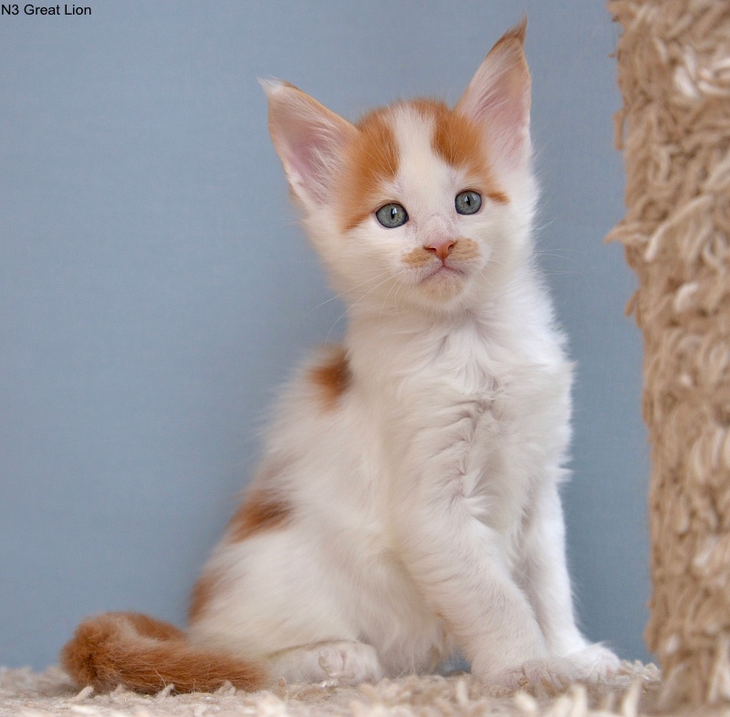 N3 Great Lion - Kitten maine-coon 1 month
