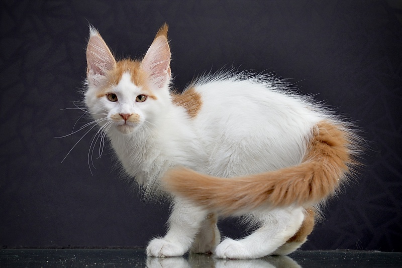 N3 Great Lion - Kitten maine-coon 2 months 2.5 weeks