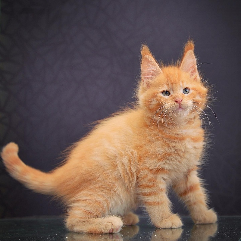 Orange Great Lion - maine-coon