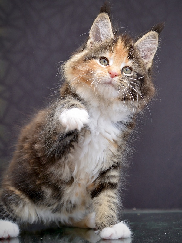 Olive Great Lion - Kitten maine-coon 1 month 3 weeks