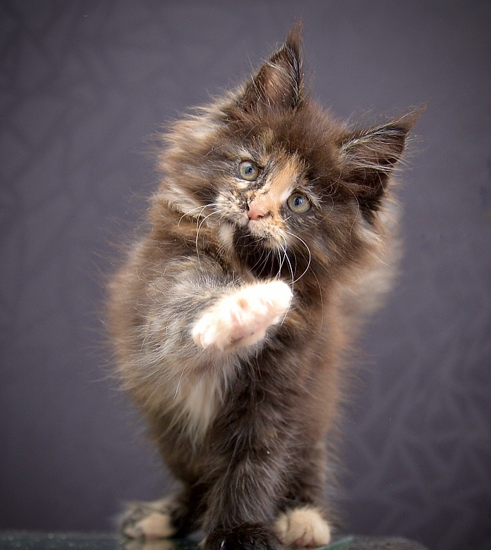 Orchid Great Lion - Kitten maine-coon 1 month 3 weeks