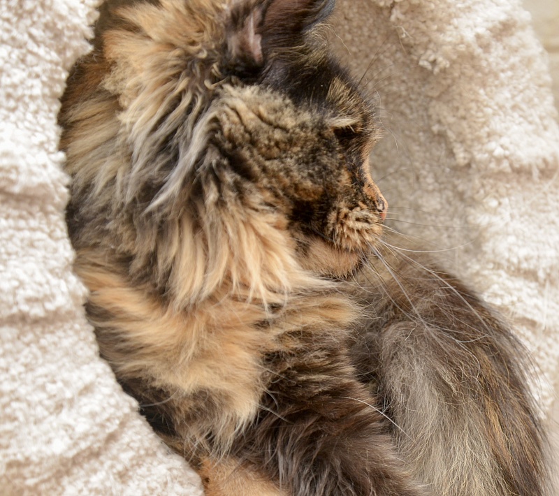 Orchid Great Lion - Adult maine-coon 1 year 3 months 3 weeks