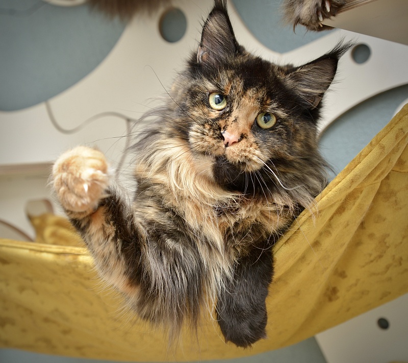 Orchid Great Lion - Adult maine-coon 2 years 1 month 3.5 weeks