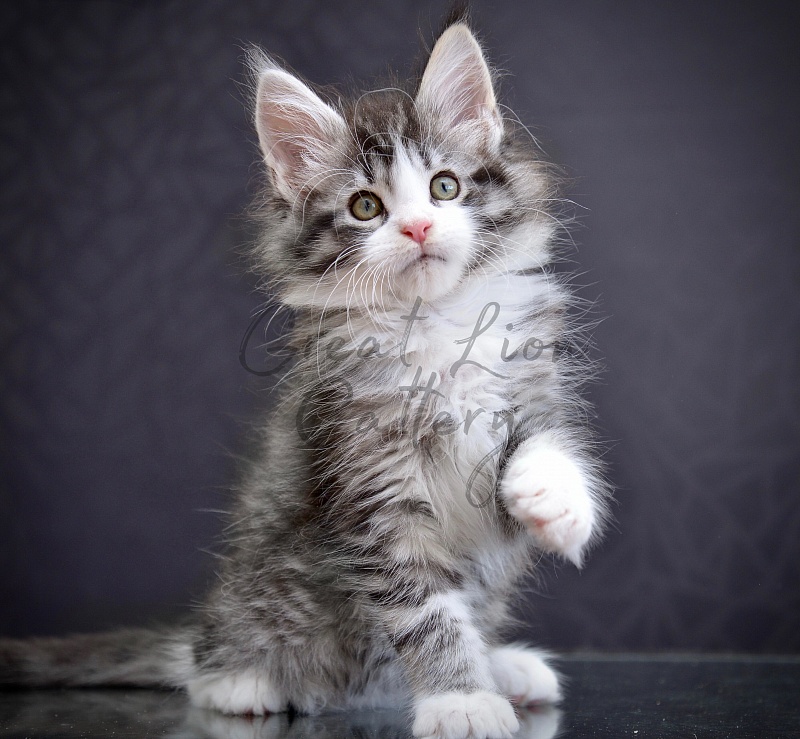 Oasis Great Lion - Kitten maine-coon 2 months 0.5 weeks