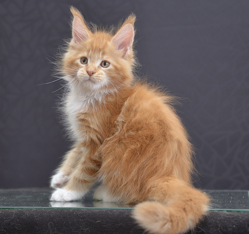 Oskar Great Lion - Kitten maine-coon 1 month 3 weeks