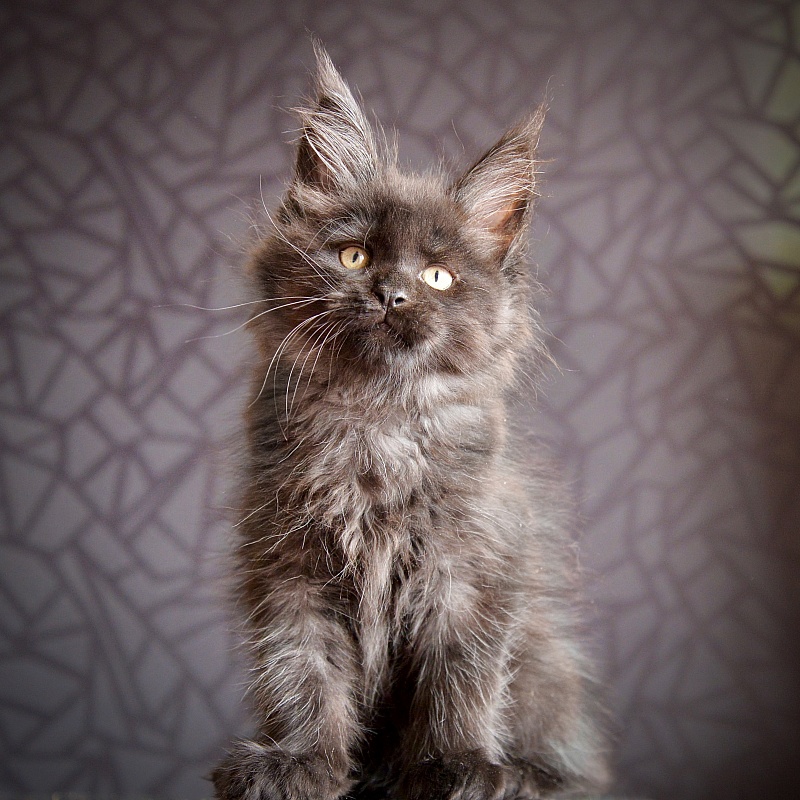 Oreo Great Lion - Kitten maine-coon 2 months 0.5 weeks